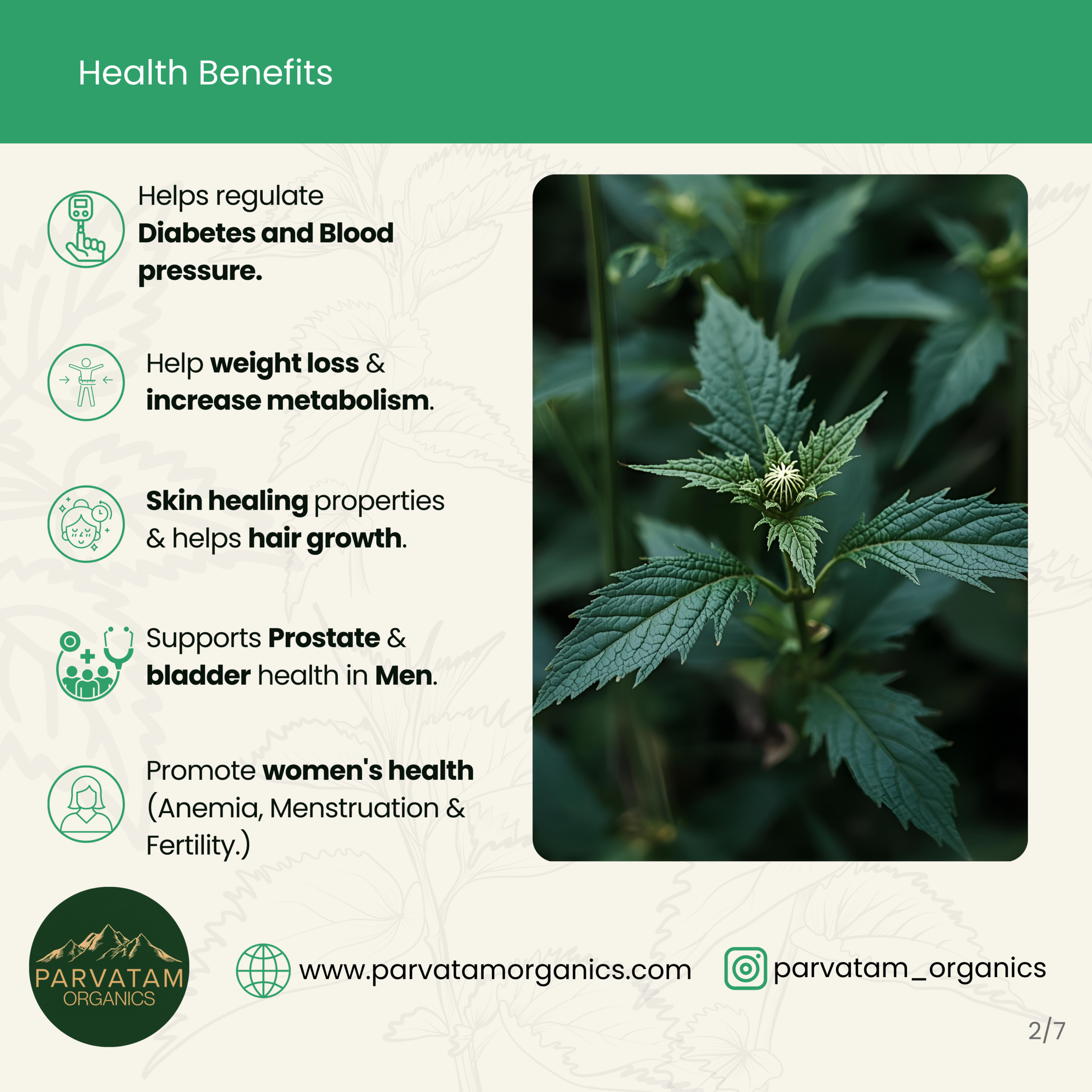 Stinging Nettle Tea - Image 8