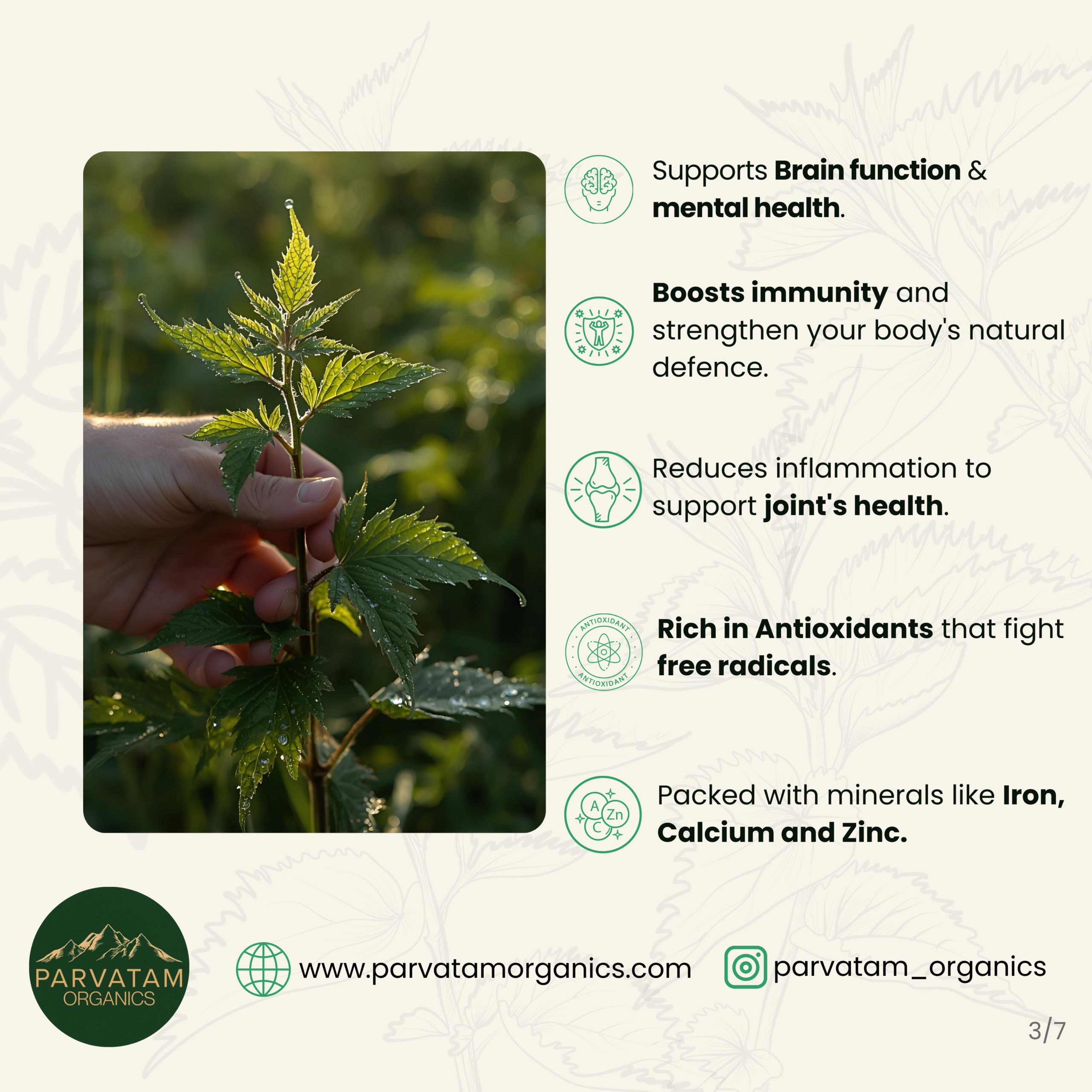 Stinging Nettle Tea - Image 7