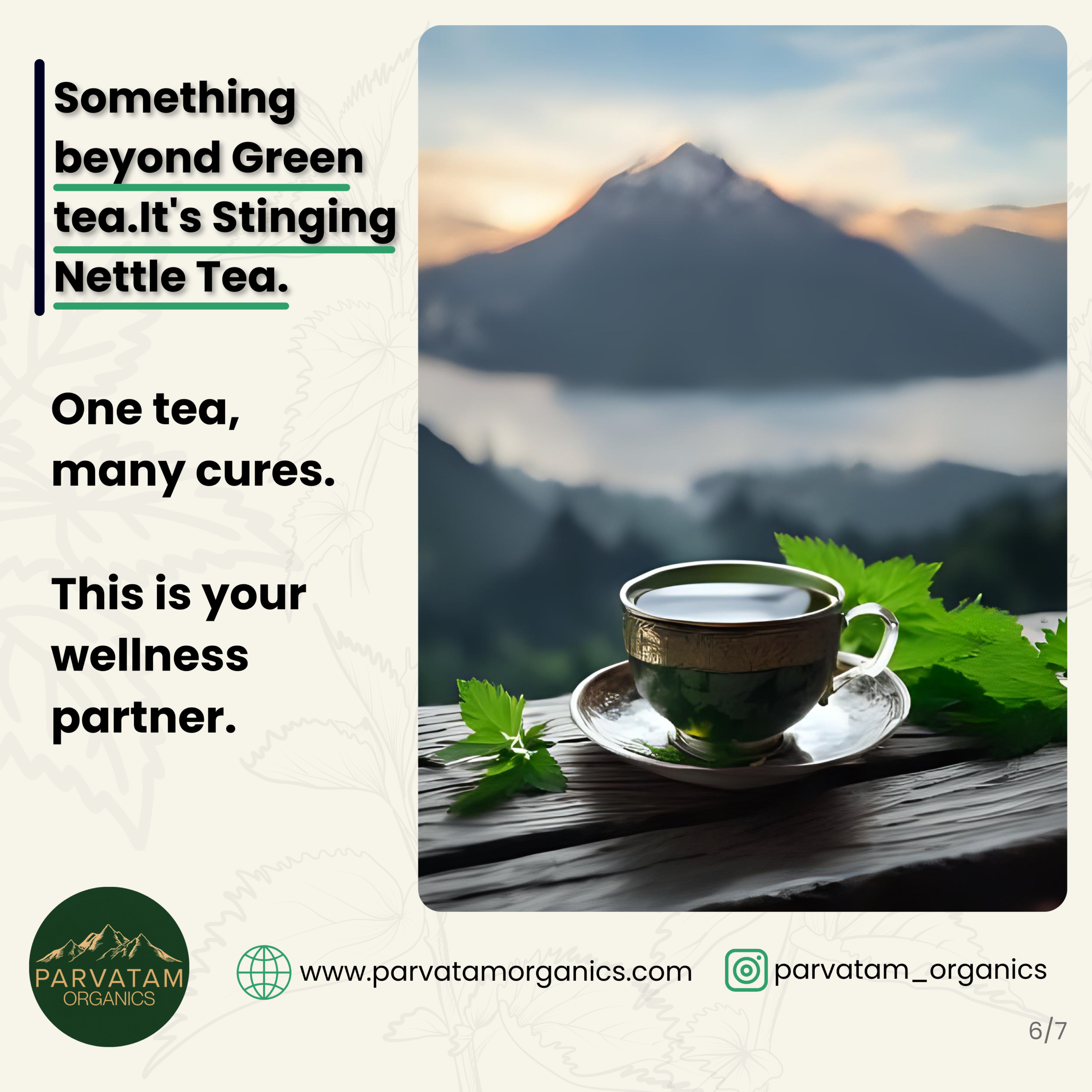 Stinging Nettle Tea - Image 6