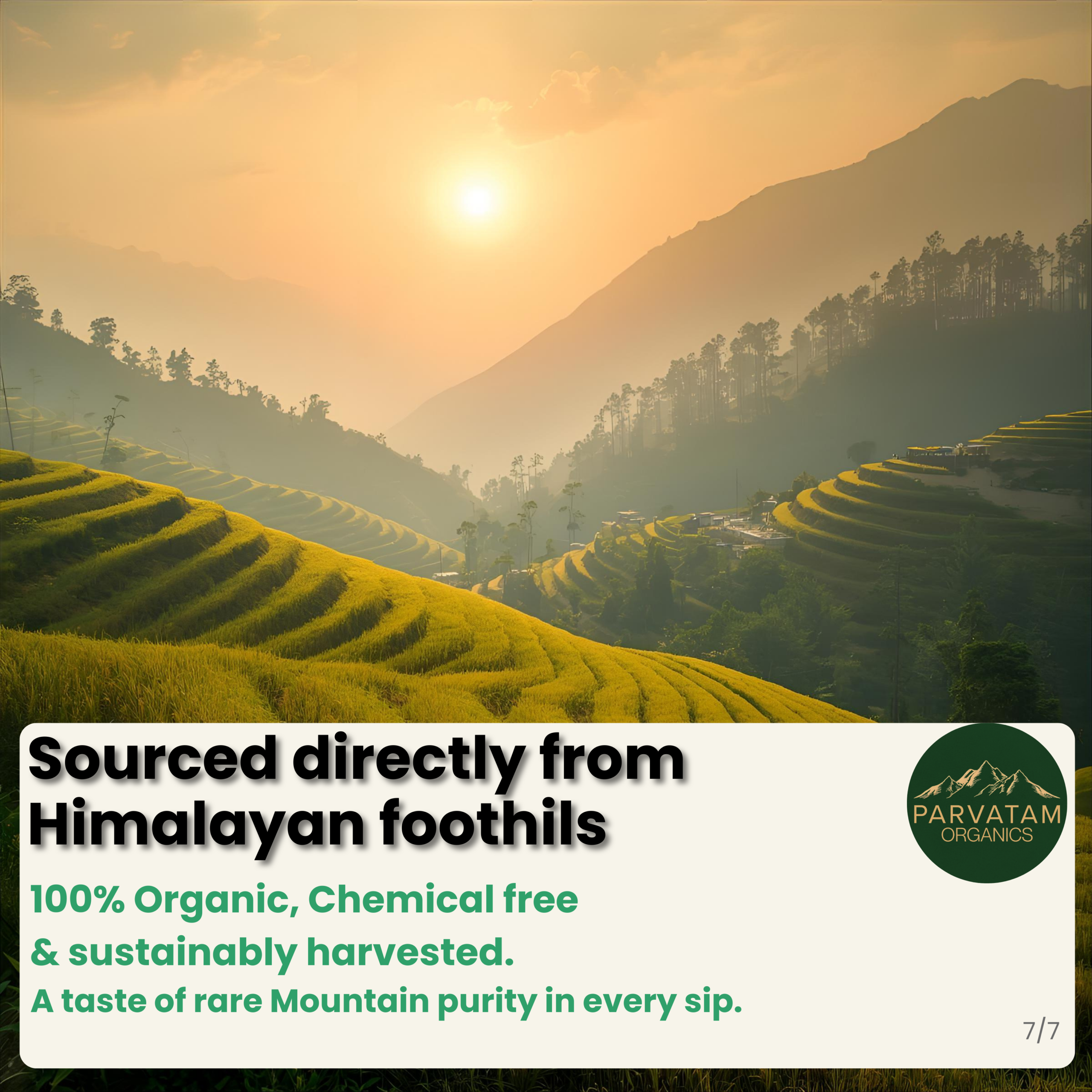 Stinging Nettle Tea - Image 9